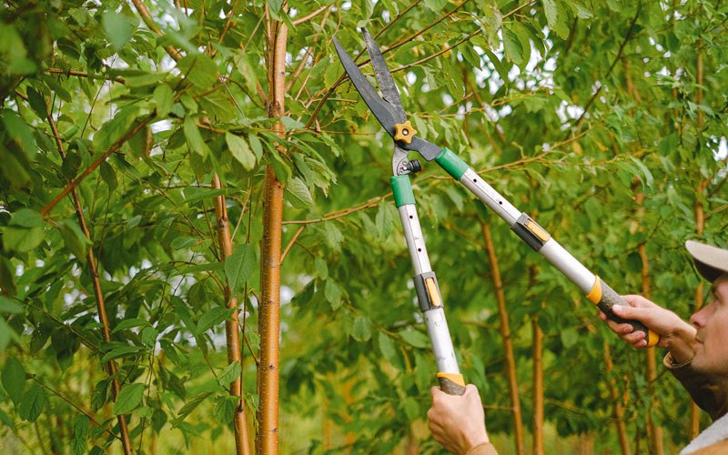 Tree trimming in Blissfield, OH
